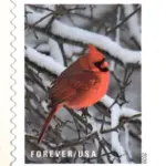 10 Cardinal Forever Stamps Christmas Cardinal Postage Stamps Red Cardinal Forever Stamps for Mailing