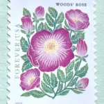 10 Wild Rose Forever Stamps Unused Pink Floral Forever Postage Stamps for Mailing
