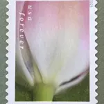 10 Pink Flower Forever Stamps Unused White Pink and Green Botanical Postage Stamps For Mailing Wedding Invitations and Cards