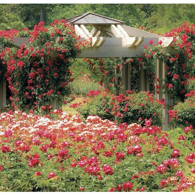 10 Cottage Garden Forever Stamps Unused Botanical Garden Stamps for Mailing