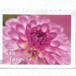 10 Lilac Pink Dahlia Forever Stamps Unused Postage for Mailing Wedding Invitations