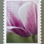 10 Lilac Pink Dahlia Forever Stamps Unused Postage for Mailing Wedding Invitations